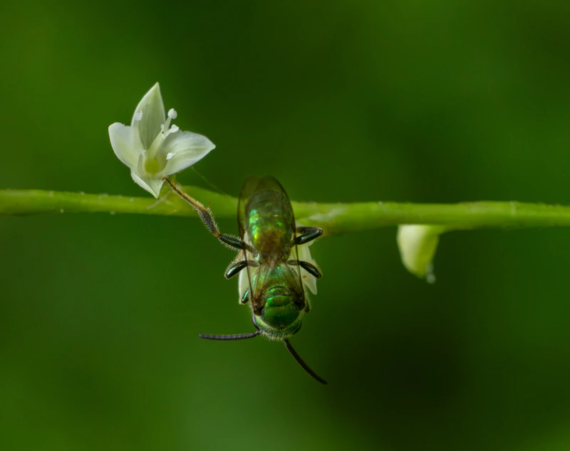 Flower and Bee — photograph by Natasha Zaleski