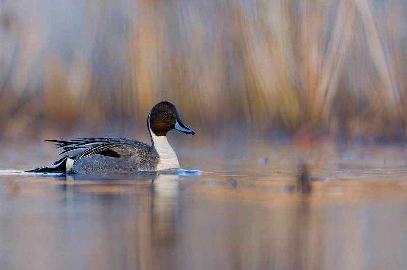 Grace in the Marsh — photograph by Jerry Flynn