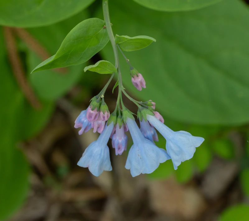 Bluebells — photograph by Natasha Zaleski
