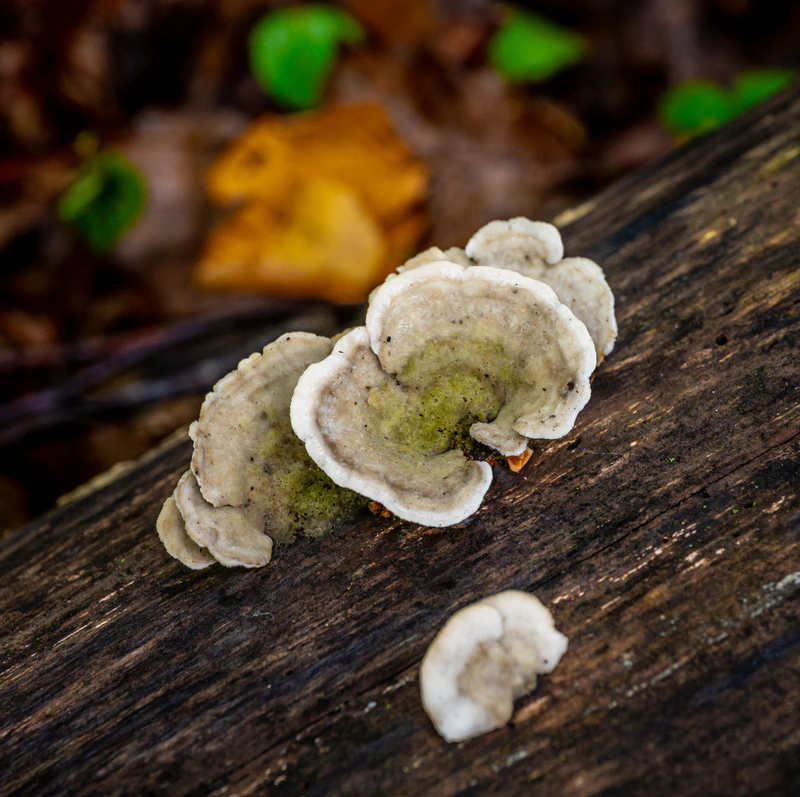 Tree Fungi — photograph by Joe Gilchrist