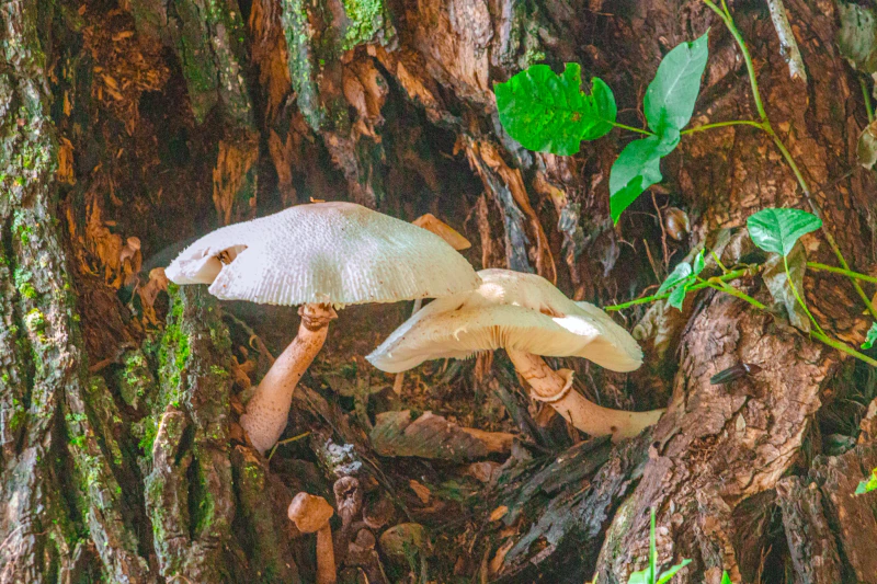 Mushrooms — photograph by Gary Becker