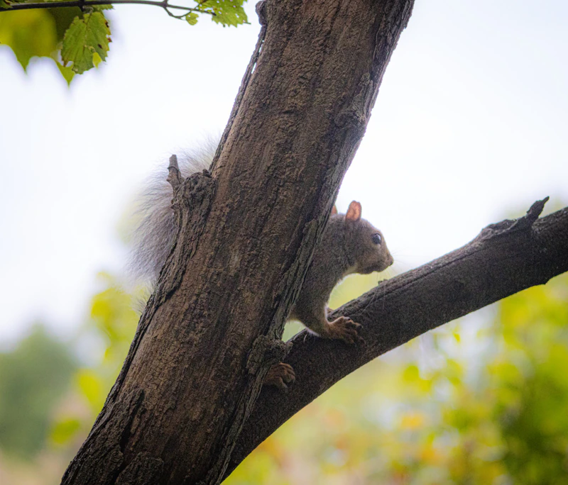 Squirrel secretly surveys the marsh — photograph by Susan Matson