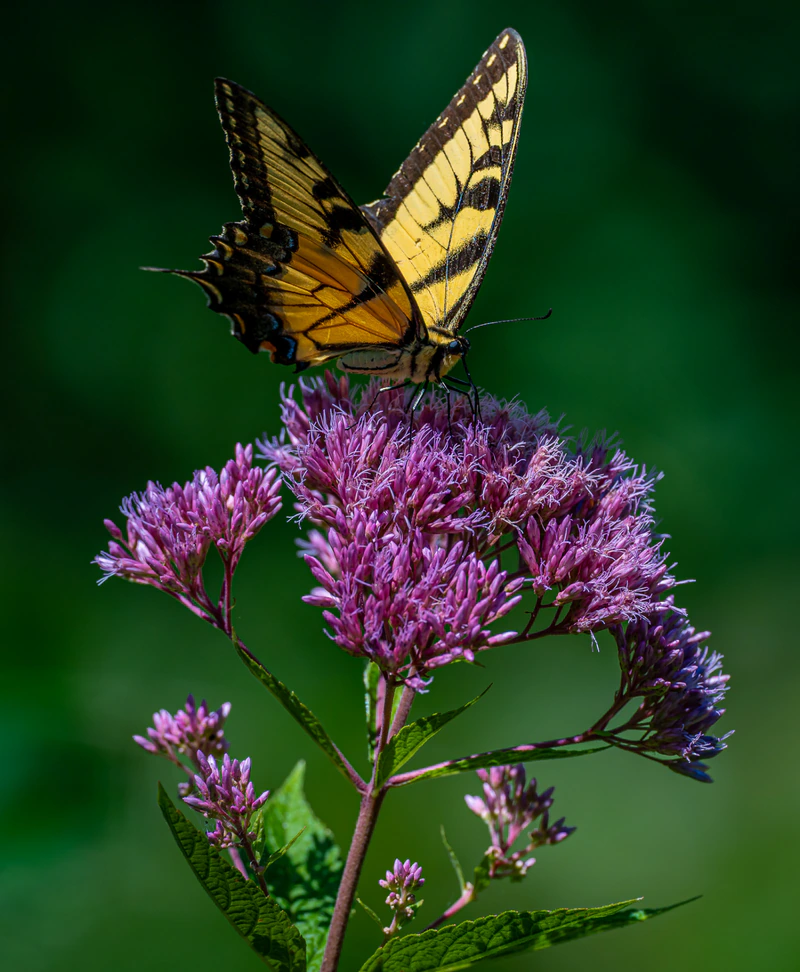 Butterfly Being a Butterfly — photograph by Joe Gilchrist