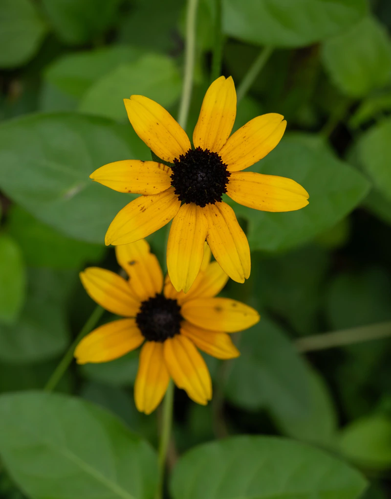 Mellow Yellow — photograph by Natasha Zaleski