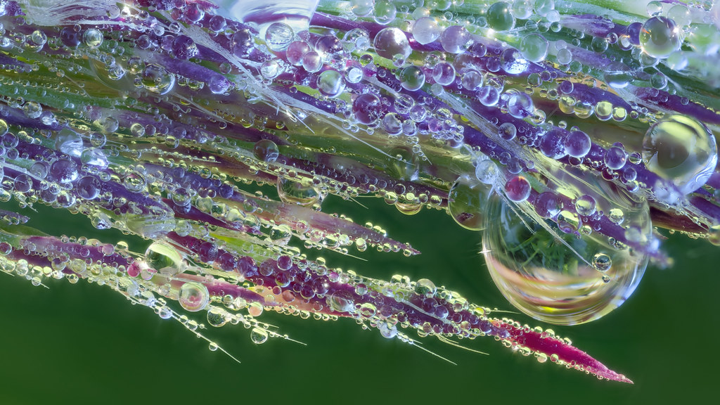 After the Rain: a close-up of water droplets on a plant by Jerry Flynn